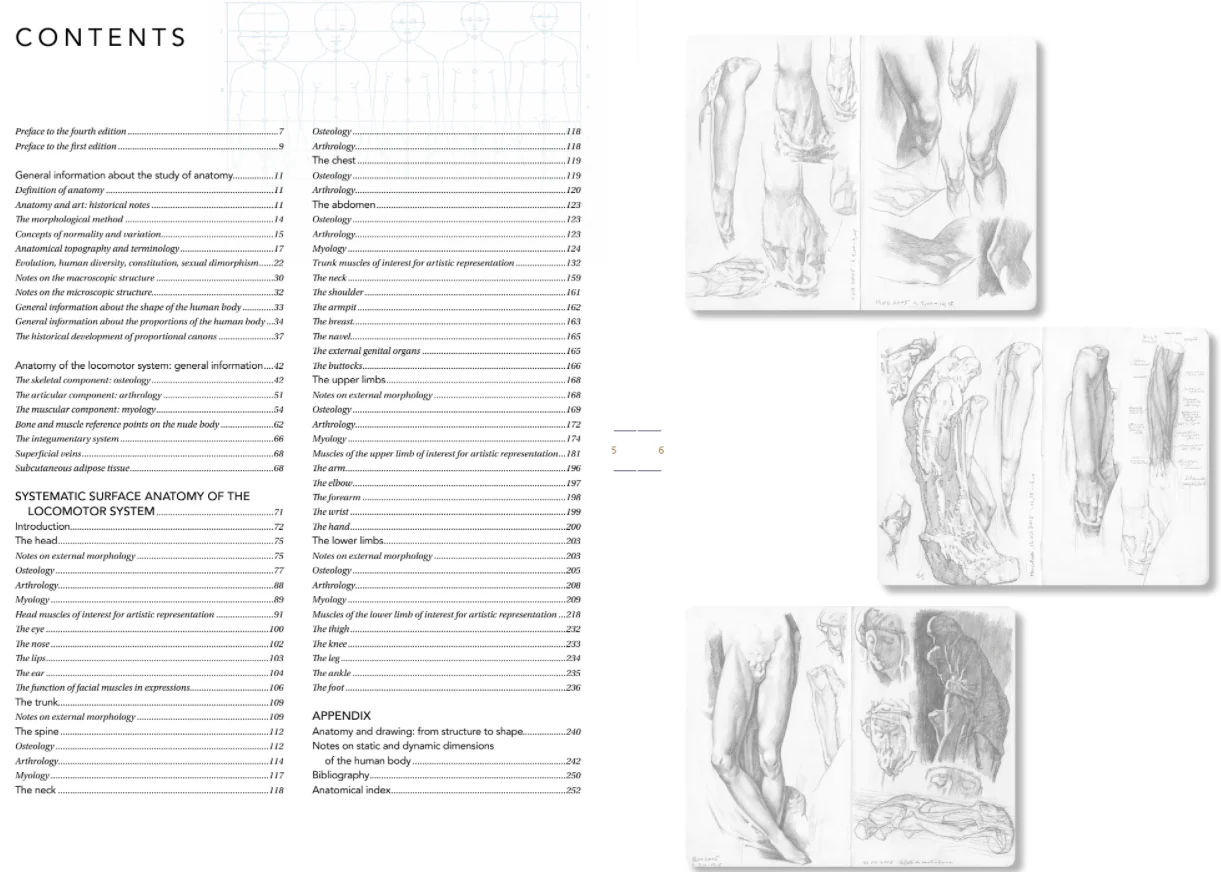 Artist's Guide to Human Anatomy - Image 2
