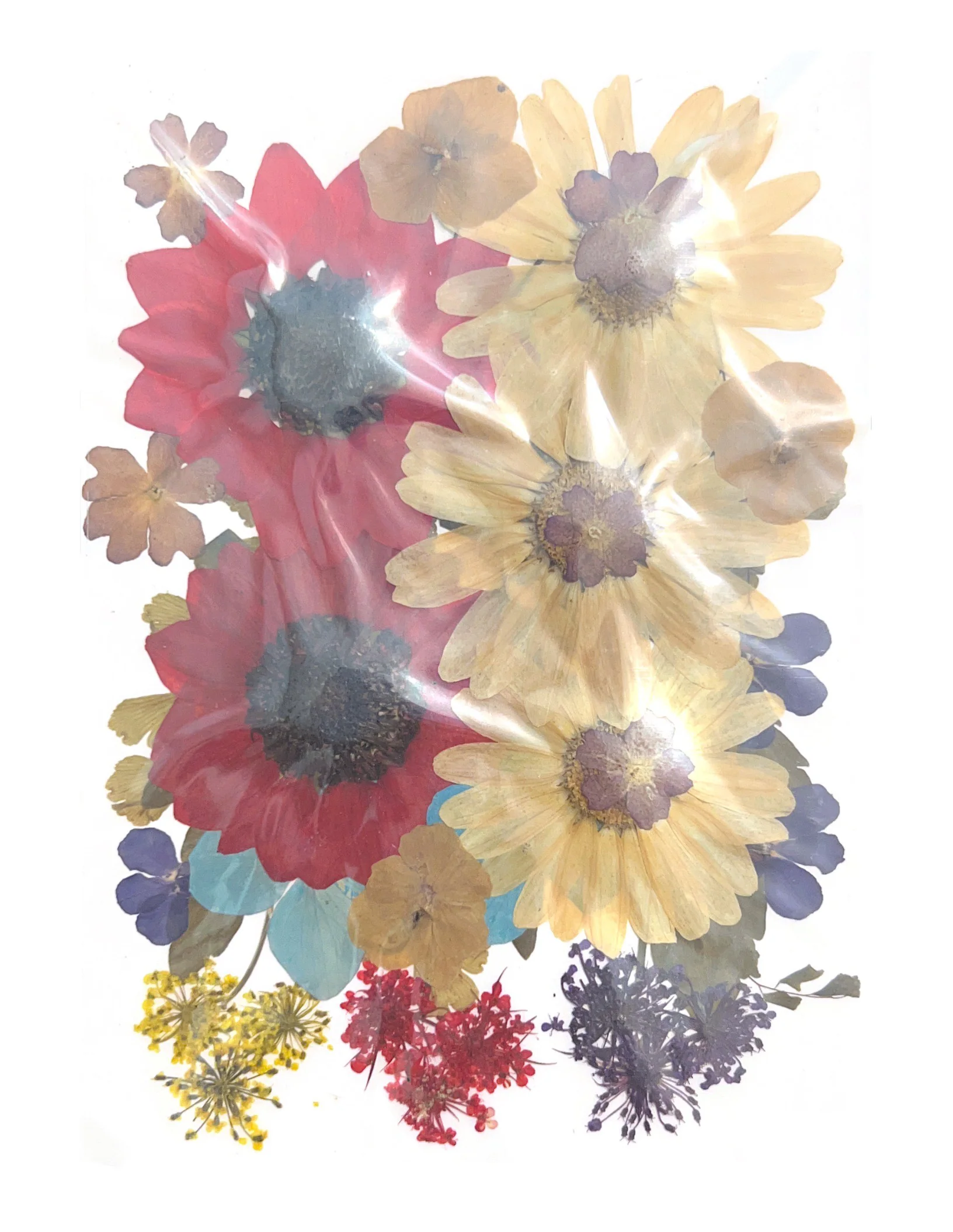 Dried Pressed Flowers - Image 11