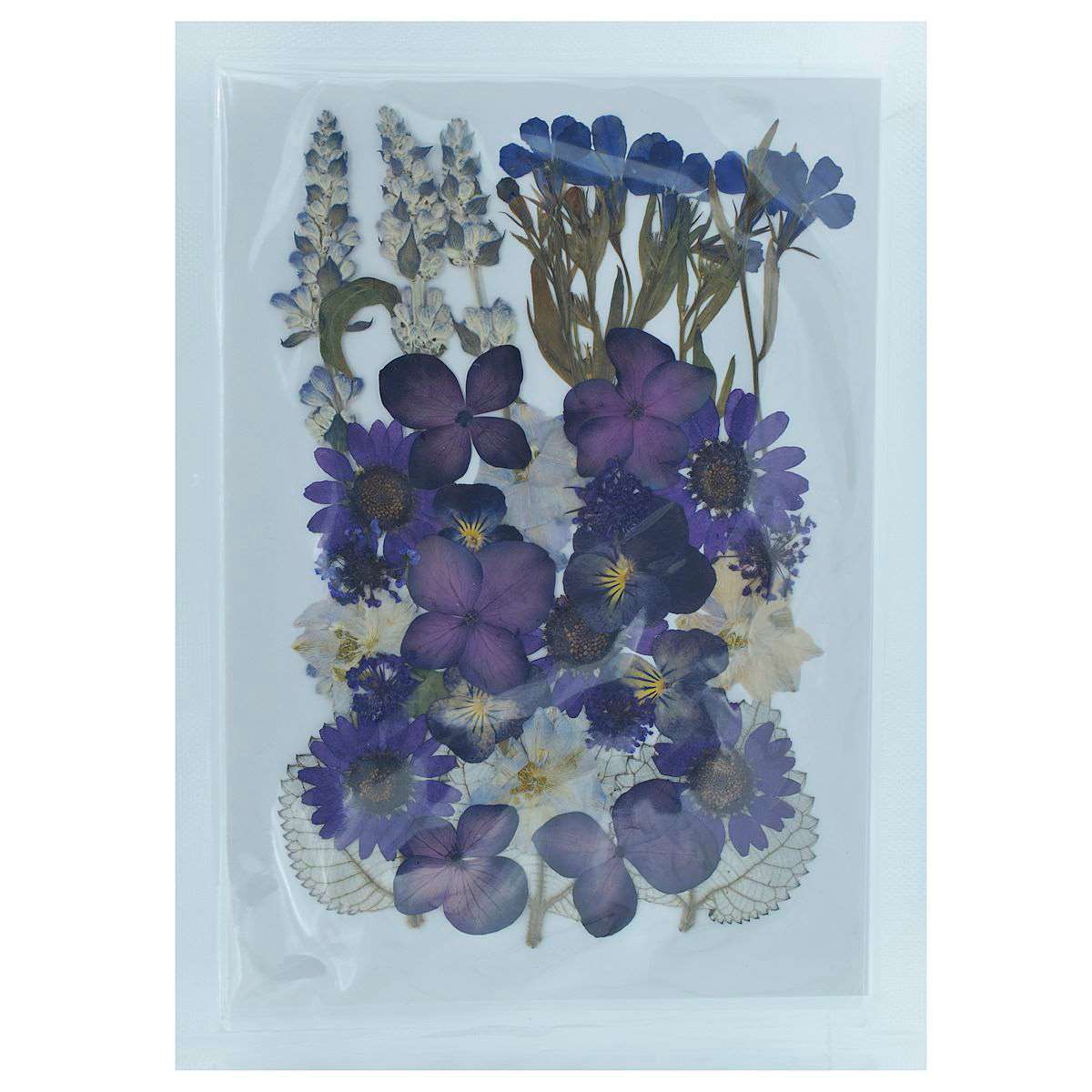 Dried Pressed Flowers - Image 12