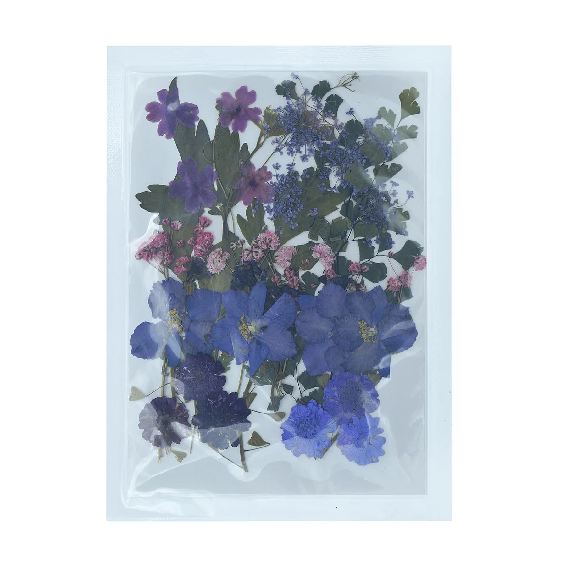 Dried Pressed Flowers - Image 15