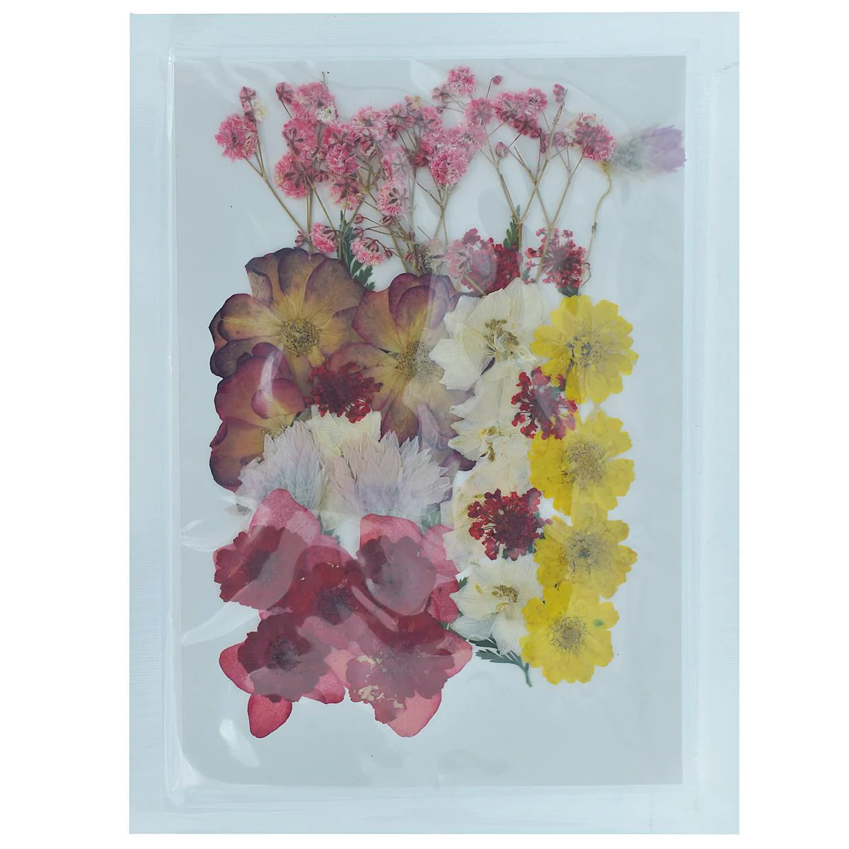 Dried Pressed Flowers - Image 16
