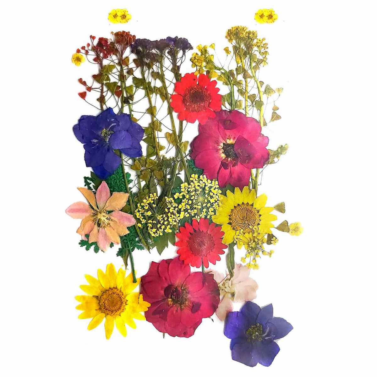 Dried Pressed Flowers - Image 6