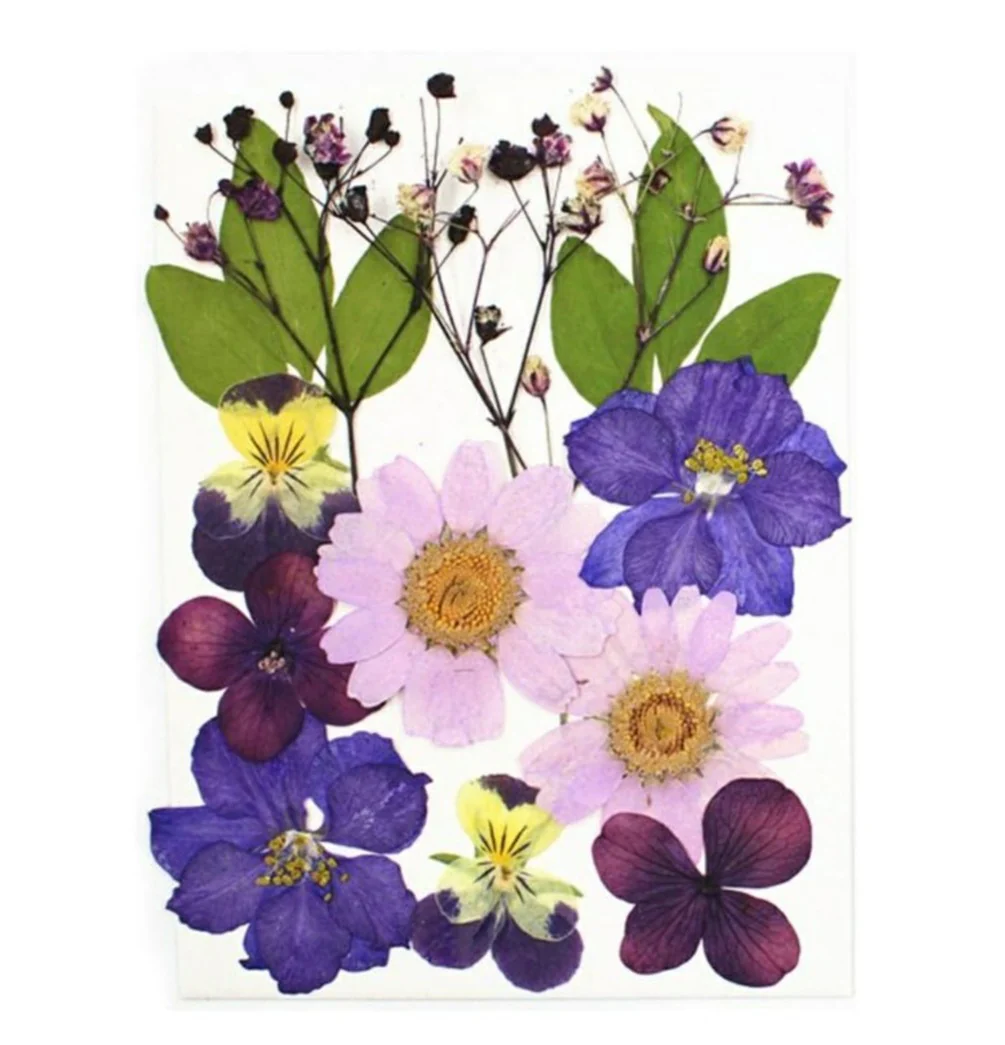 Dried Pressed Flowers - Image 7