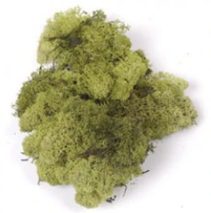 Moss Light Green 40g