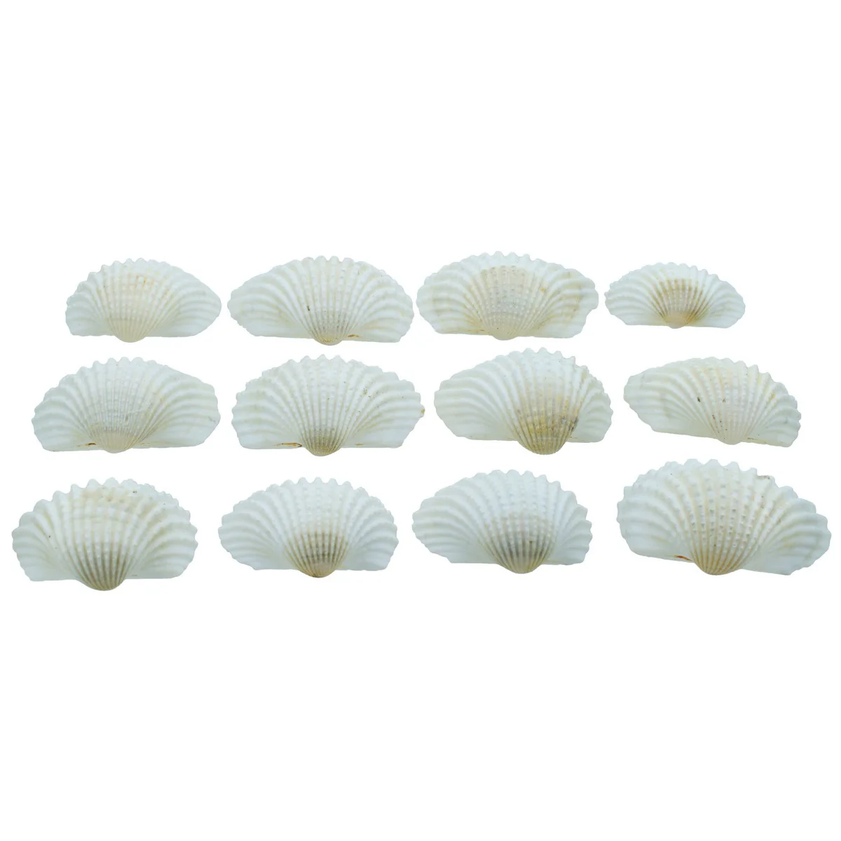 Shells, Kakinada Chippi, 100g